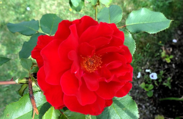 rose-jardindesplanres-nantes-curiouscat-dsc05972-min