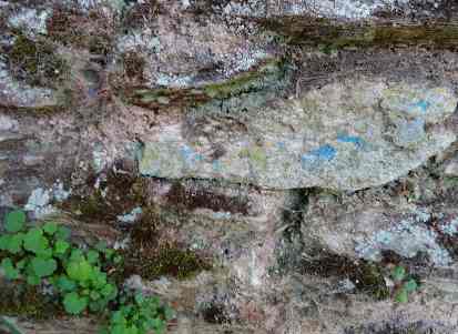 Traces de cyanure bleutées sur le mur d'enceinte du parc de la Morinière-Rezé(44)-2022©CuriousCat